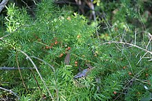 Asparagus aethiopicus fruit2 (11971199144).jpg