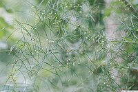 Asparagus verticillatus1Georgi Kunev.jpg