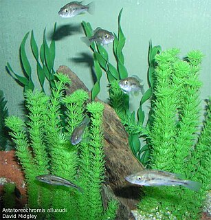 <i>Astatoreochromis</i> Genus of fishes