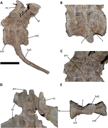 Pathologic fused tail vertebrae Aucasaurus (pathologic caudal vertebrae).png