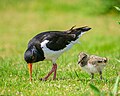 * Предлог European oystercatcher (haematopus ostralegus), adult and chick --Stephan Sprinz 17:08, 5 June 2024 (UTC) * Поддршка  Support Good quality. --Ermell 20:55, 5 June 2024 (UTC)