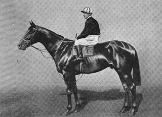 <span class="mw-page-title-main">Bachelor's Double</span> Irish-bred Thoroughbred racehorse