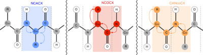 The ssNMR polarization pathways for the NCACX, NCOCX, and CANcoCX experiments respectively. In each case, all carbon and nitrogen atoms are either uniformly or partially isotopically labeled with C and N. Backbone Walk for NCACX, NCOCX, and CANcoCX for SS-NMR.png
