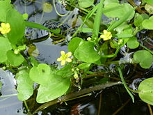 Badgeworth Butterblume Nahaufnahme 2012.jpg