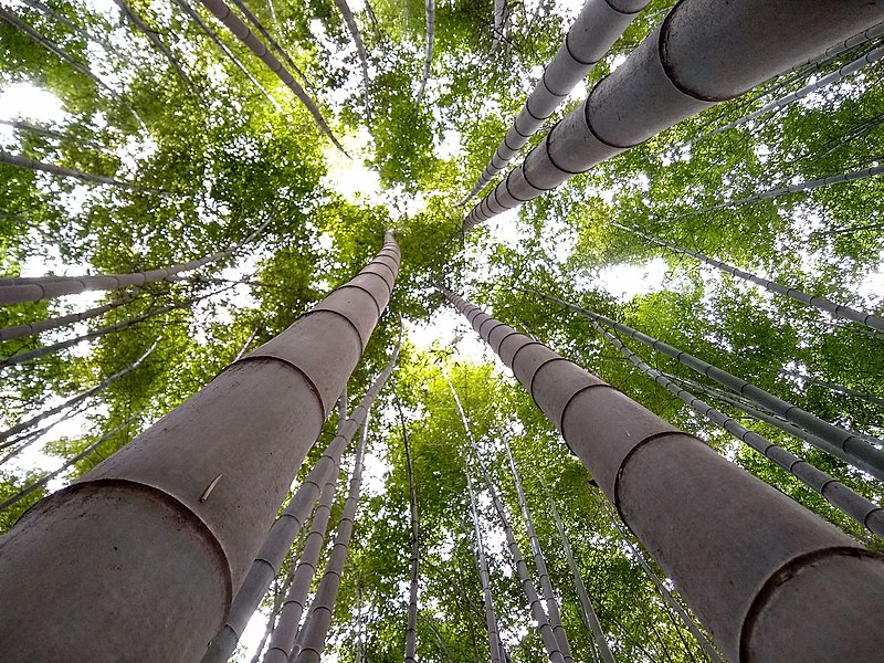 File:Bamboo Forest, Gochangupseong Fortress, South Korea (2).jpg