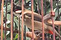 Oiseau chanteur bulbul orphée en cage