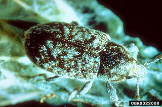 <i>Bangasternus fausti</i> Species of beetle