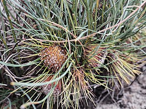 Banksia subulata AMNP.jpg