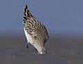 Feeding in mudflat