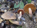 Basidiomata of boletes (10.3897-mycokeys.46.31470) Figure 6g.png