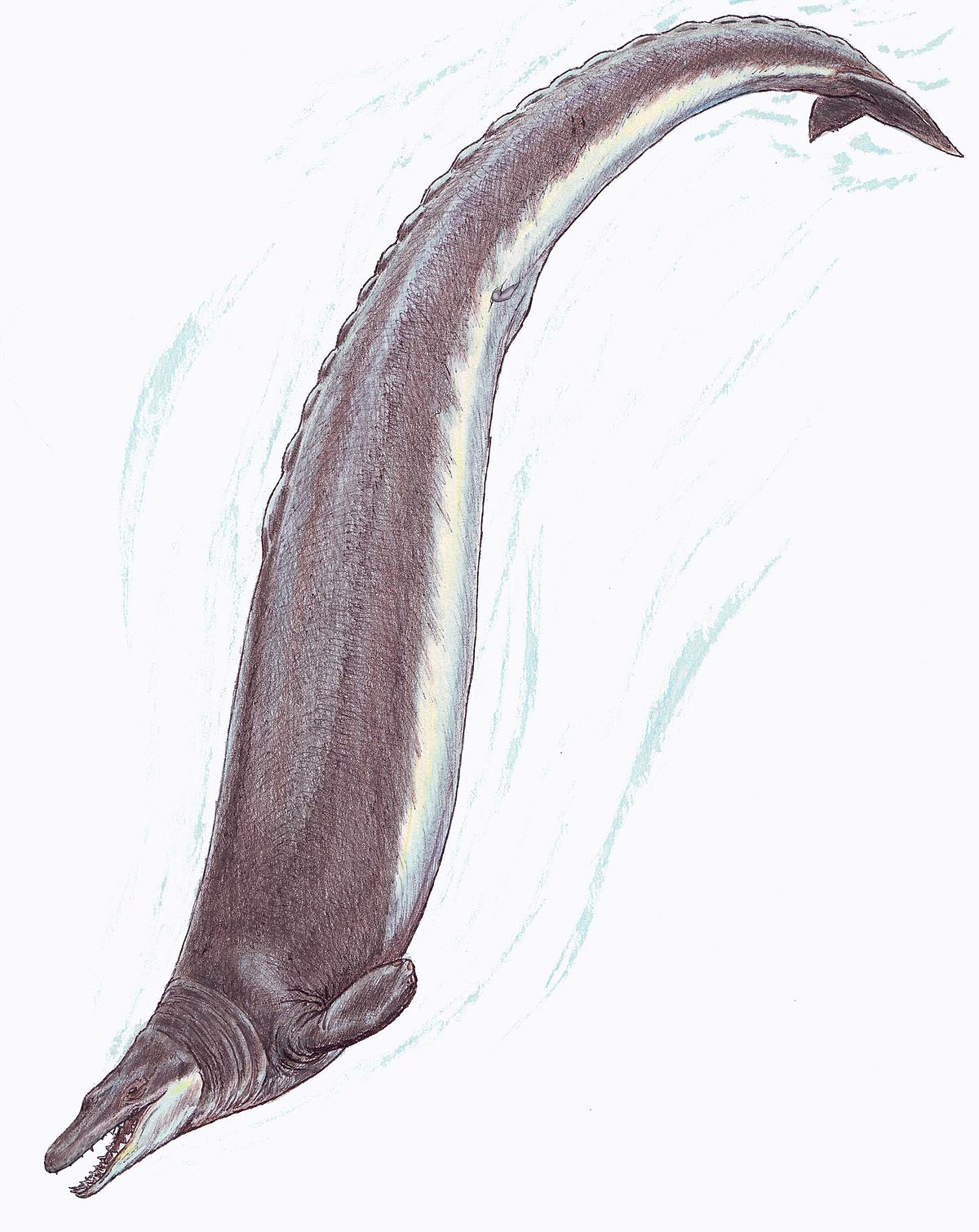 バシロサウルス - Wikipedia