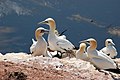 Northern Gannets at Helgoland