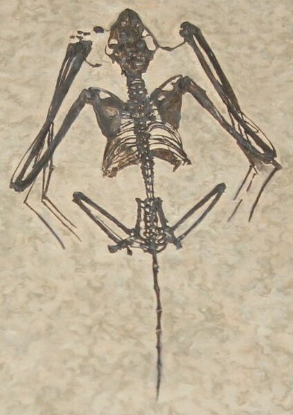 The early Eocene fossil microchiropteran Icaronycteris, from the Green River Formation