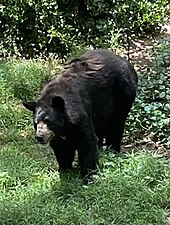 Black Bear at Bear Hollow Zoo Bear Hollow Zoo Black Bear.jpg