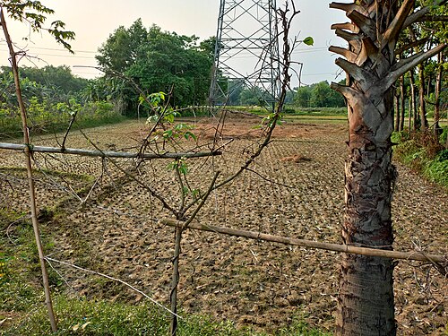 Beautiful Nature in Bajohara,Burichang,Cumilla