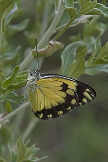 <i>Belenois creona</i> Species of butterfly