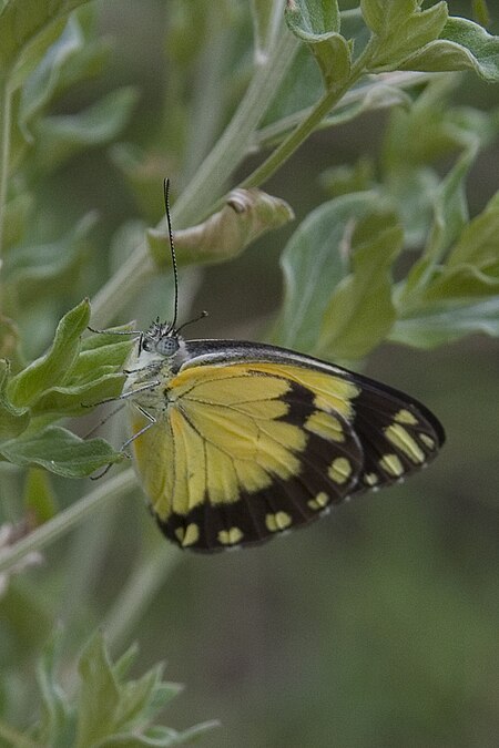 Belenois creona