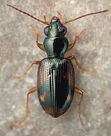 Bembidion affine.jpg