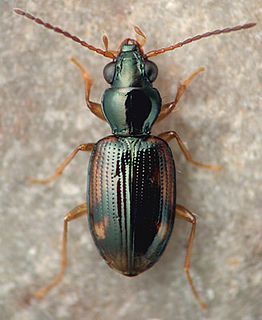 <i>Bembidion affine</i> Species of beetle