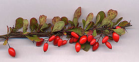 Berberis thunbergii shoot with fruit