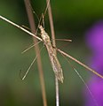 Stilt bug, Berytidae