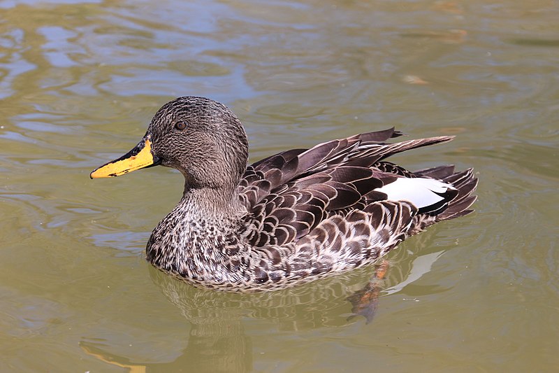 File:Bird-Duck-2546.jpg