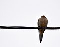 Bird On A Wire (6752235683).jpg