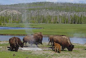 Nacionalni Park Yellowstone Wikiwand