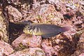 * Nomination Horseface blennies (Ophioblennius atlanticus), Teno-Rasca marine strip, Tenerife, Spain --Poco a poco 04:34, 4 June 2022 (UTC) * Promotion  Support Good quality. --George Chernilevsky 05:21, 4 June 2022 (UTC)