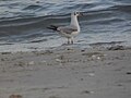 Black-headed Gull