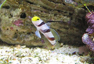 Black-ray goby Species of fish