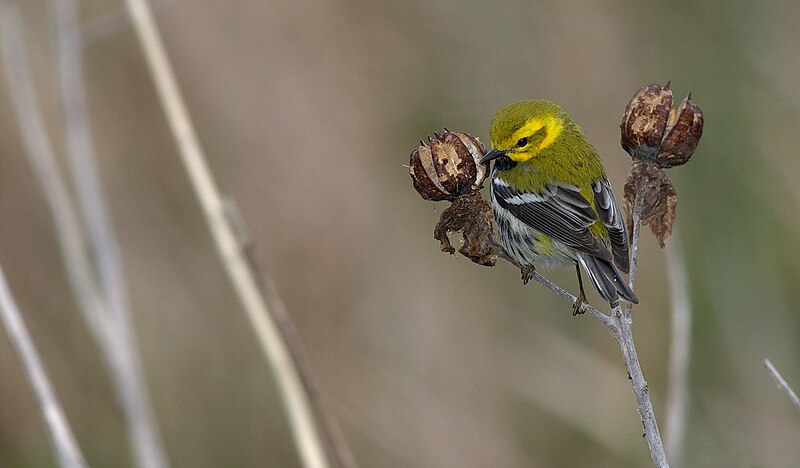 File:Black-throated Green Warbler 2.jpg