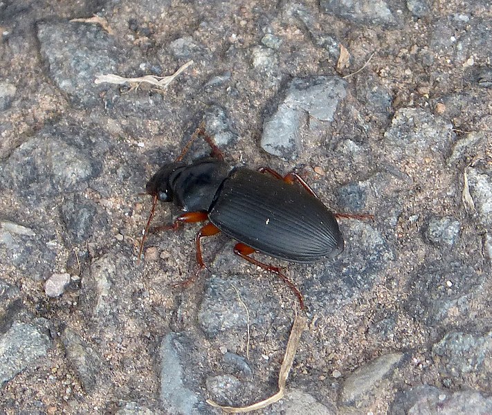 File:Black Beetle. Harpalini Tribe. Carabidae - Flickr - gailhampshire.jpg