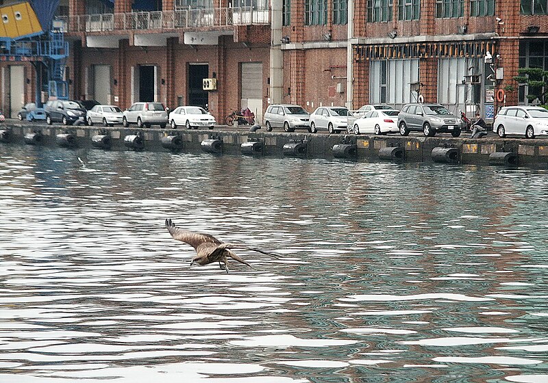 File:Black Kite flying at Port of Keelung 20100205a.jpg