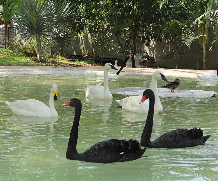 File:Black Swan And White Swan.jpg