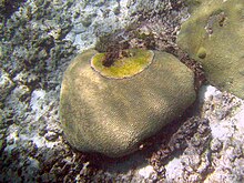 Buck Island Reef National Monument, 2010 Black band disease - brain coral.jpg