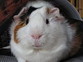 Bob, the guinea pig.jpg