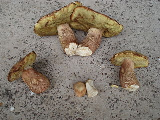 <i>Boletus subcaerulescens</i> Species of fungus