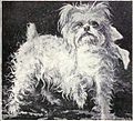 Bichon Bolognese from 1915