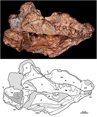 <span class="mw-page-title-main">Probainognathidae</span> Extinct family of cynodonts