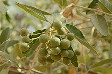 Boscia senegalensis - Unripe fruits.JPG
