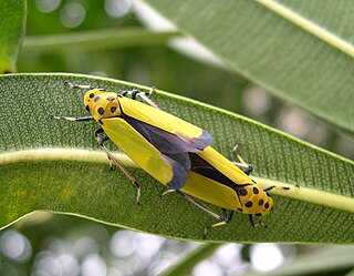 <span class="mw-page-title-main">Cicadellinae</span> Subfamily of leafhoppers