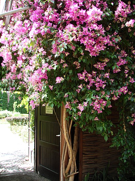 Bougainvillea glabra - Wikiwand