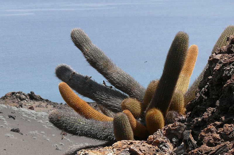 File:Brachycereus nesioticus 3.jpg