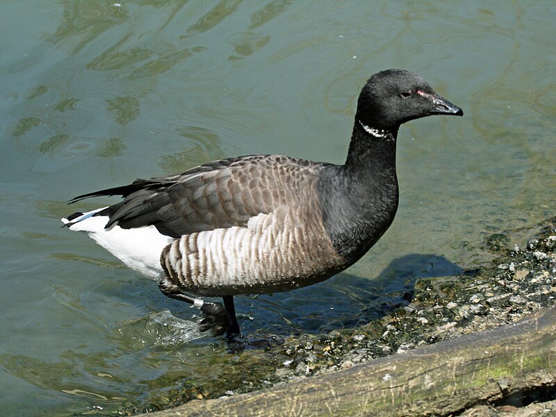 File:Brant (Branta bernicla) RWD4.jpg