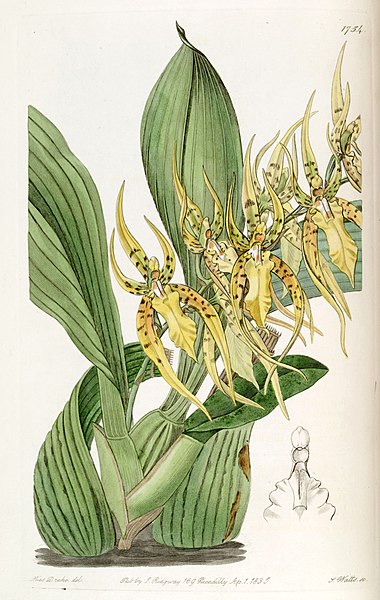 File:Brassia lanceana - Edwards vol 21 pl 1754 (1836).jpg