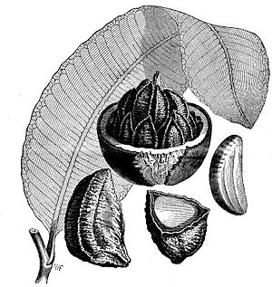 Bertholletia Excelsa