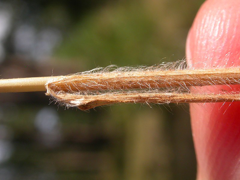 File:Bromus japonicus (3906261315).jpg