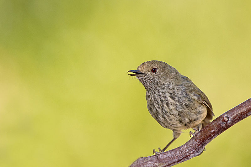 File:Brown Thornbill (Acanthiza pusilla)2.jpg