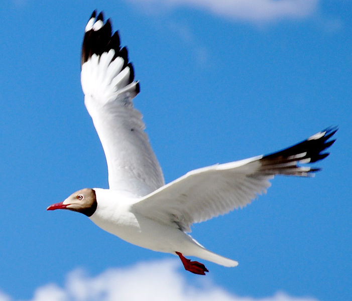 File:Brown headed sea gull.jpg